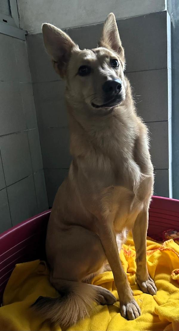 Manuel Cagnolino Dolcissimo